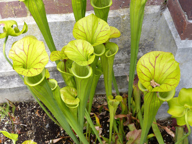 10 MIXED PITCHER PLANT Sarracenia Carnivorous Red Purple Yellow White Flower Seeds